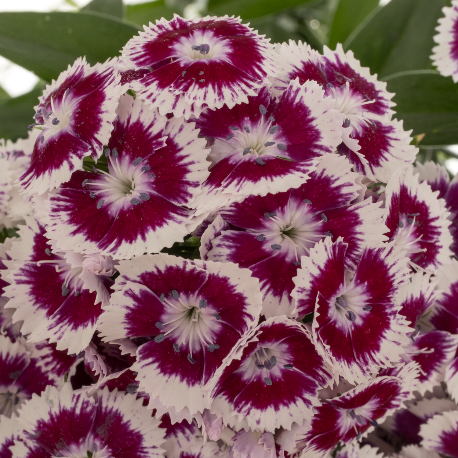 Bartnelke dunkel lila/weiss Sweet Will Bic Purple 60cm