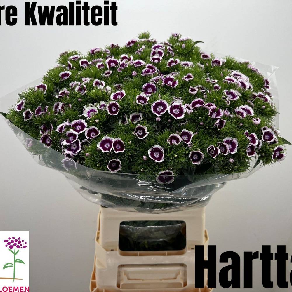 Bartnelke dunkel lila Sweet Bicolour Purple 68cm