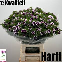 Bartnelke dunkel lila Sweet Bicolour Purple 68cm