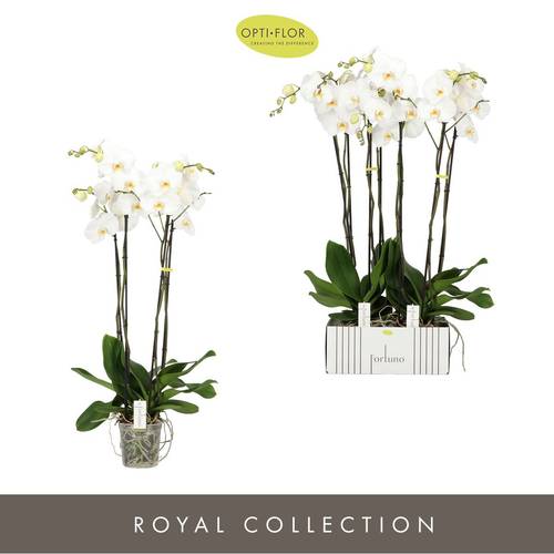 Phal.4-R weiss Alto T17 H110