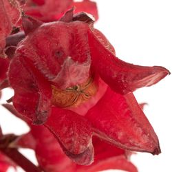 Hibiscus rot Eden 70cm