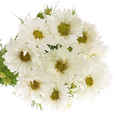 Cosmos weiss 70cm