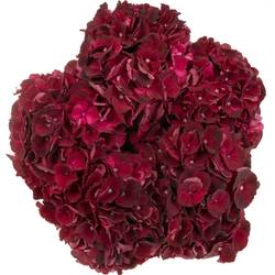 Hortensie weinrot Dark Ruby Bol 17cm 80cm