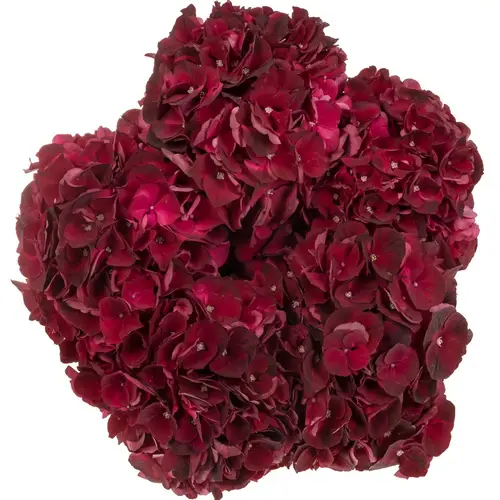 Hortensie weinrot Dark Ruby Bol 17cm 80cm