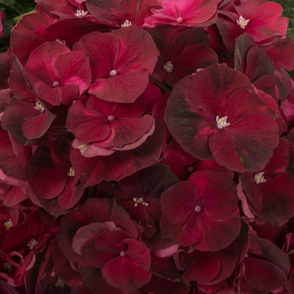 Hortensie weinrot Dark Ruby Bol 17cm 80cm