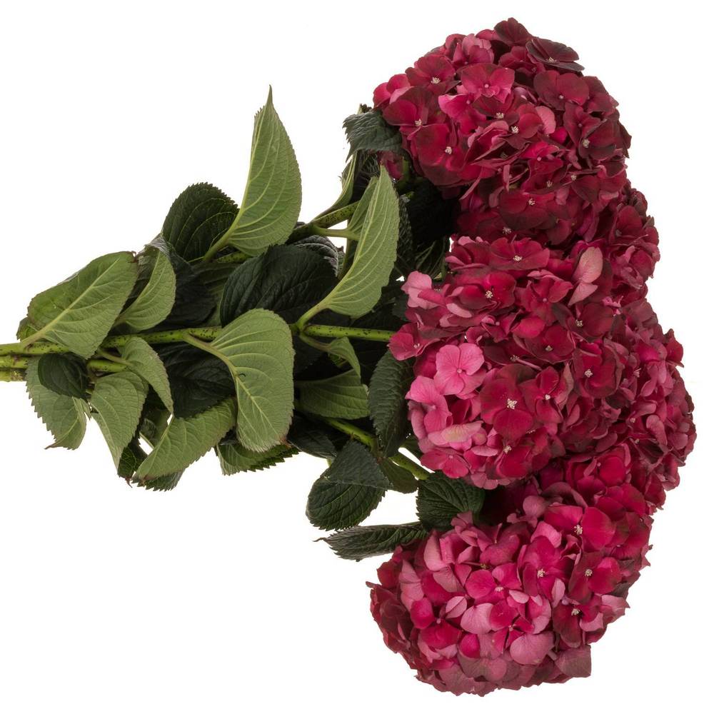 Hortensie weinrot Dark Ruby Bol 17cm 80cm
