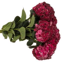 Hortensie weinrot Dark Ruby Bol 17cm 80cm
