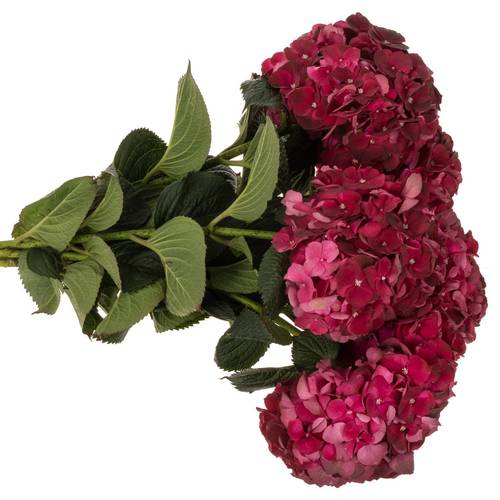 Hortensie weinrot Dark Ruby Bol 17cm 80cm