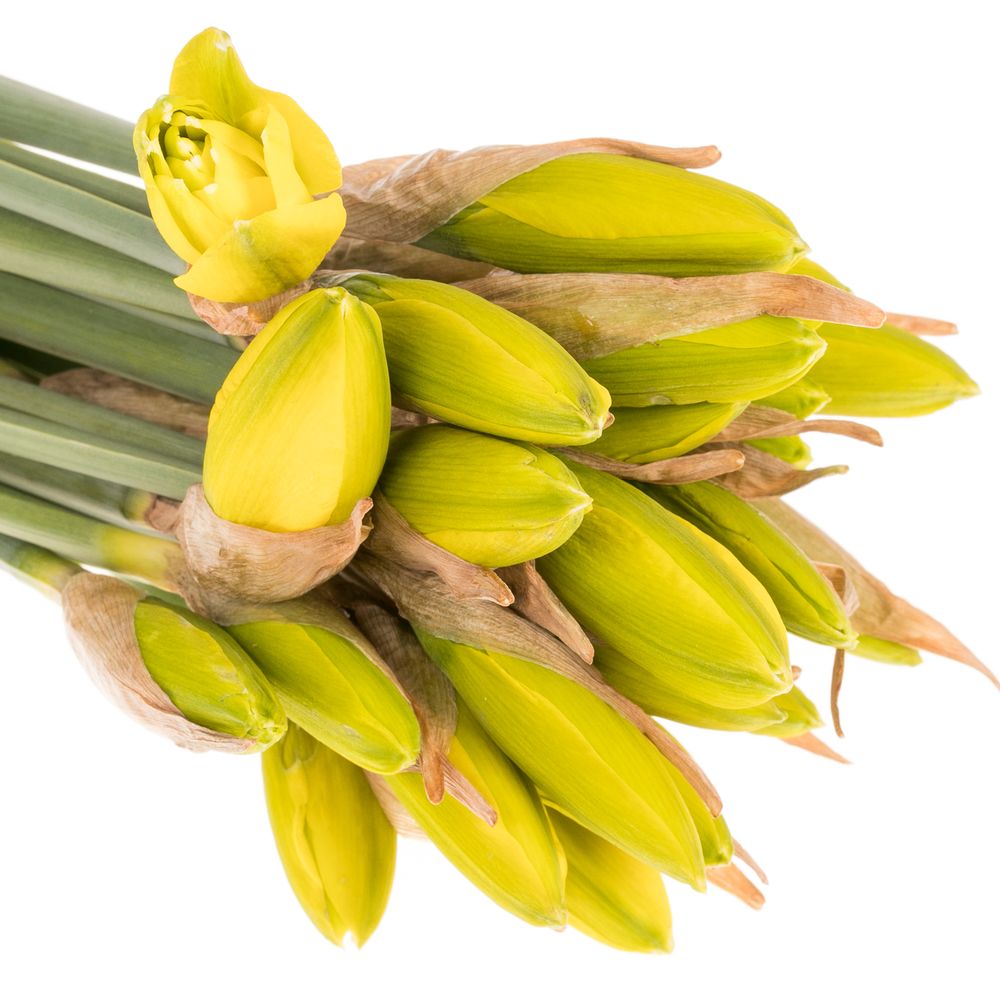 Narcis gelb Golden Ducaat 20cm