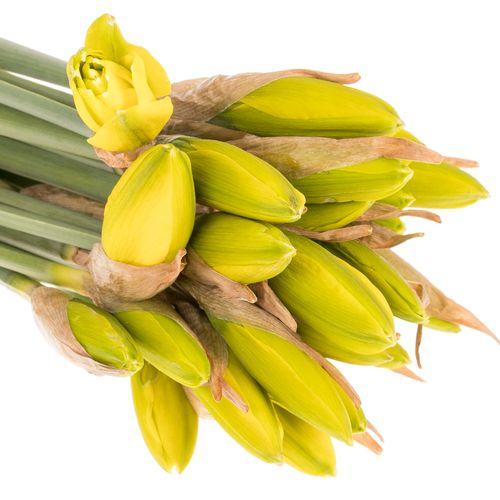 Narcis gelb Golden Ducaat 20cm