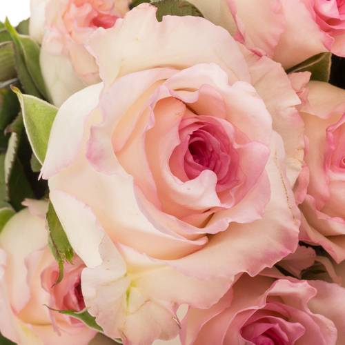 Rose rosa Mandala (Ec) 70cm