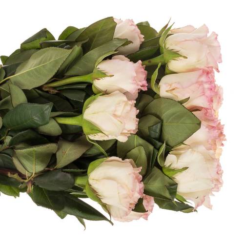 Rose rosa Mandala (Ec) 70cm