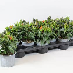 Capsicum dunkel orange T10,5 H015