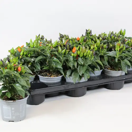 Capsicum dunkel orange T10,5 H015