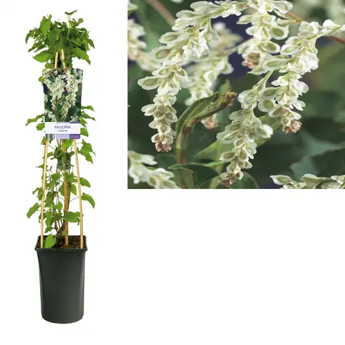 Fallopia Aubertii T17 H075