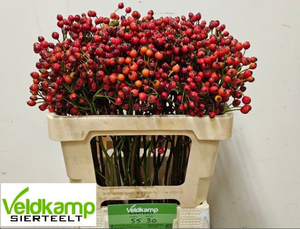 Hagebutte rot Magical Autumn Glory 55cm