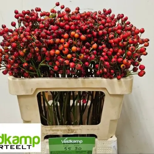 Hagebutte rot Magical Autumn Glory 55cm