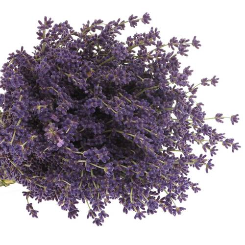 Lavendel blau/grau Frisch 200Gramm