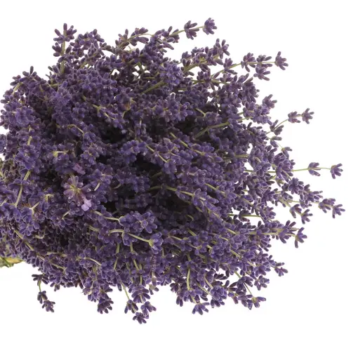 Lavendel blau/grau Frisch 200Gramm