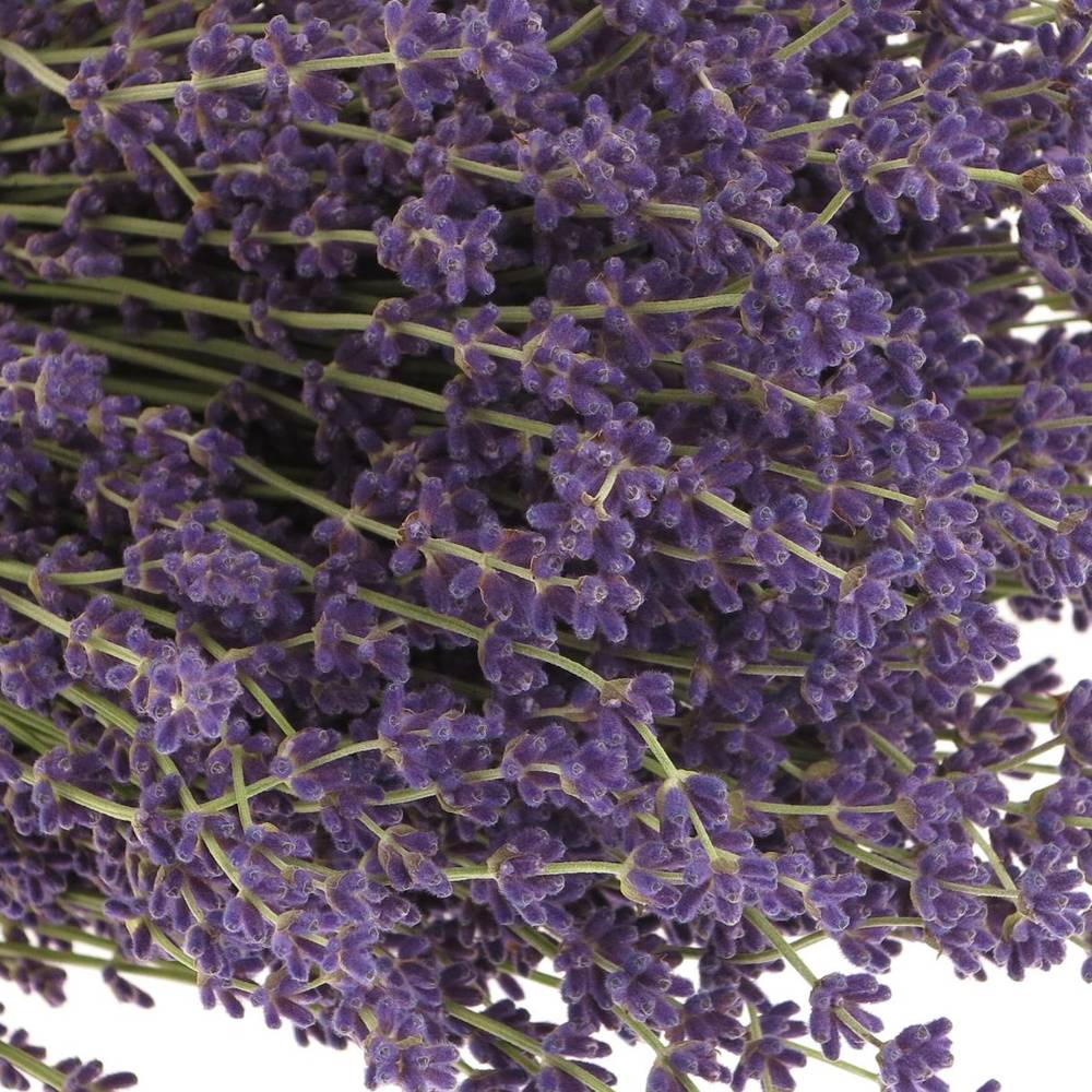 Lavendel blau/grau Frisch 200Gramm