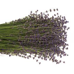 Lavendel blau/grau Frisch 200Gramm