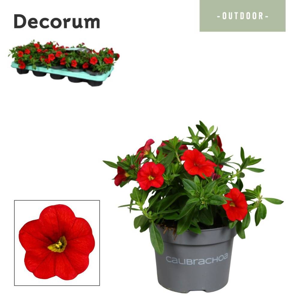 Calibrachoa rot Uno Bakari T10,5 H014
