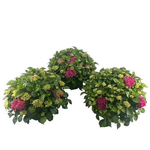 Hortensie rosa Table 30+ T23 H035