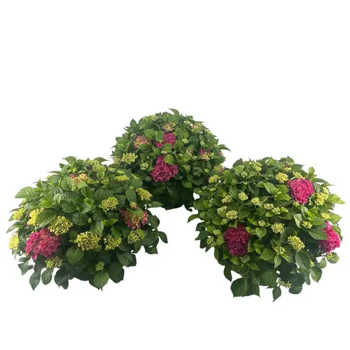 Hortensie rosa Table 30+ T23 H035