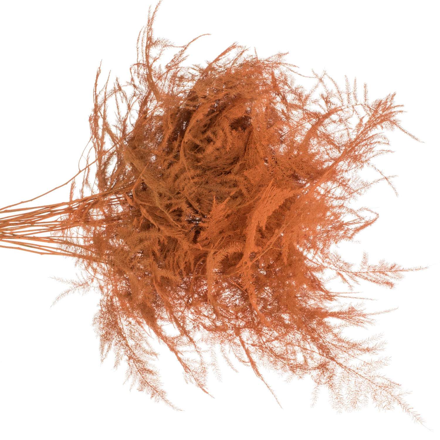 Plumosus dunkel orange gefärbt 45cm
