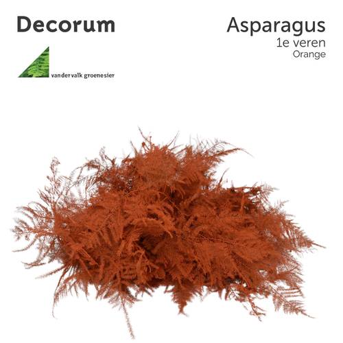 Plumosus orange gefärbt 45cm (x25)