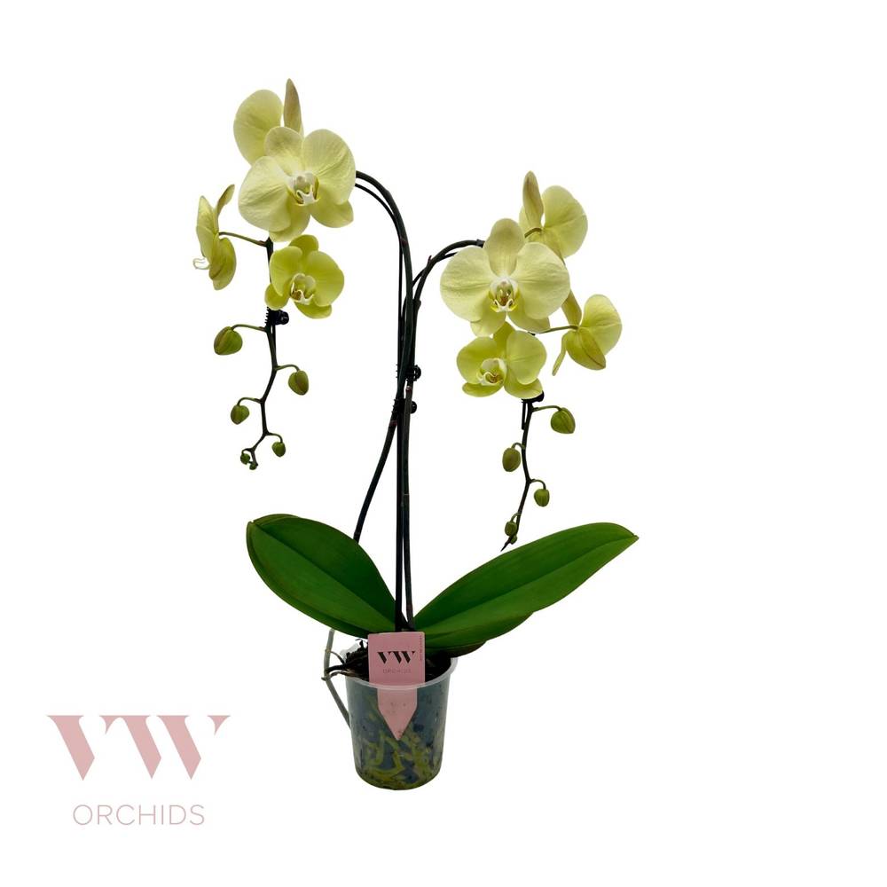 Phal.2-R gelb Regensch. T12 H055