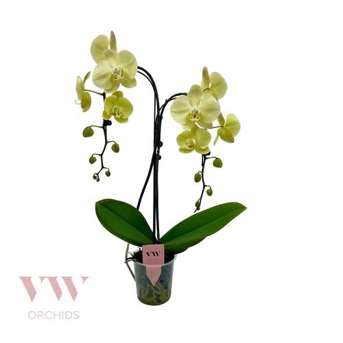 Phal.2-R gelb Regensch. T12 H055