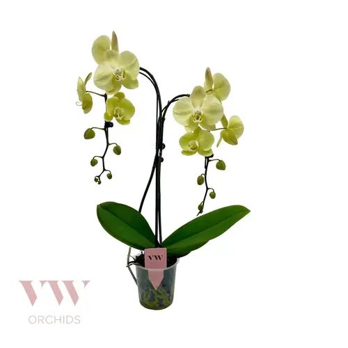 Phal.2-R gelb Regensch. T12 H055