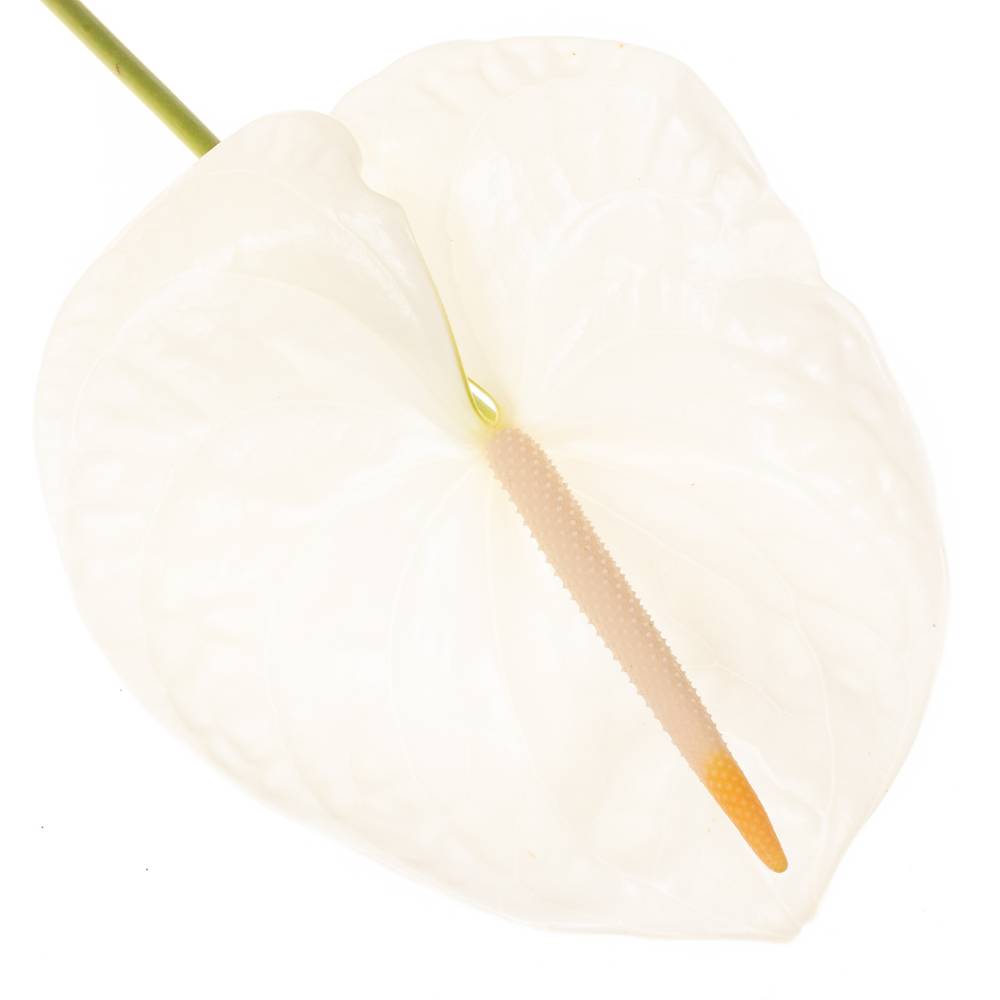 Anthurium weiss Acropolis Blüte 13cm