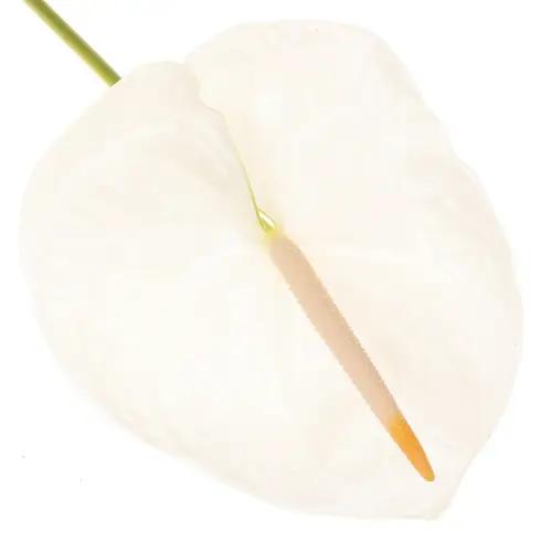 Anthurium weiss Acropolis Blüte 13cm