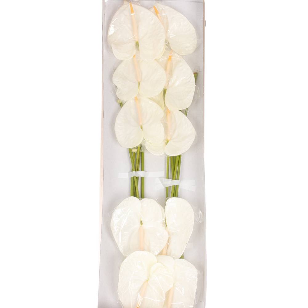 Anthurium weiss Acropolis Blüte 13cm
