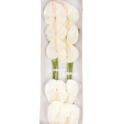 Anthurium weiss Acropolis Blüte 13cm