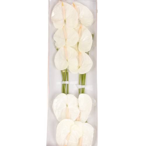 Anthurium weiss Acropolis Blüte 13cm