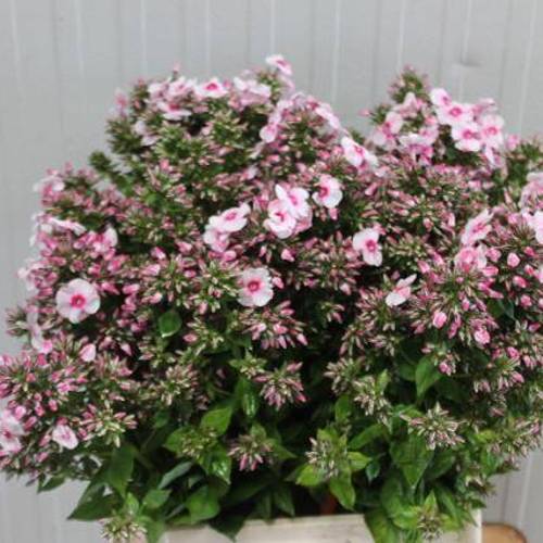 Phlox hell rosa Miss Holland 50cm