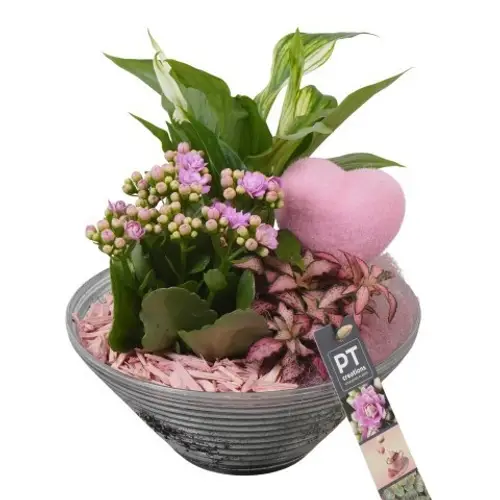 Spath.Arr PTVMG4968 T19 H024