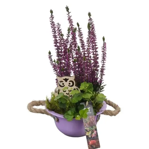 Garten.Arr PTHO4001 T16 H031