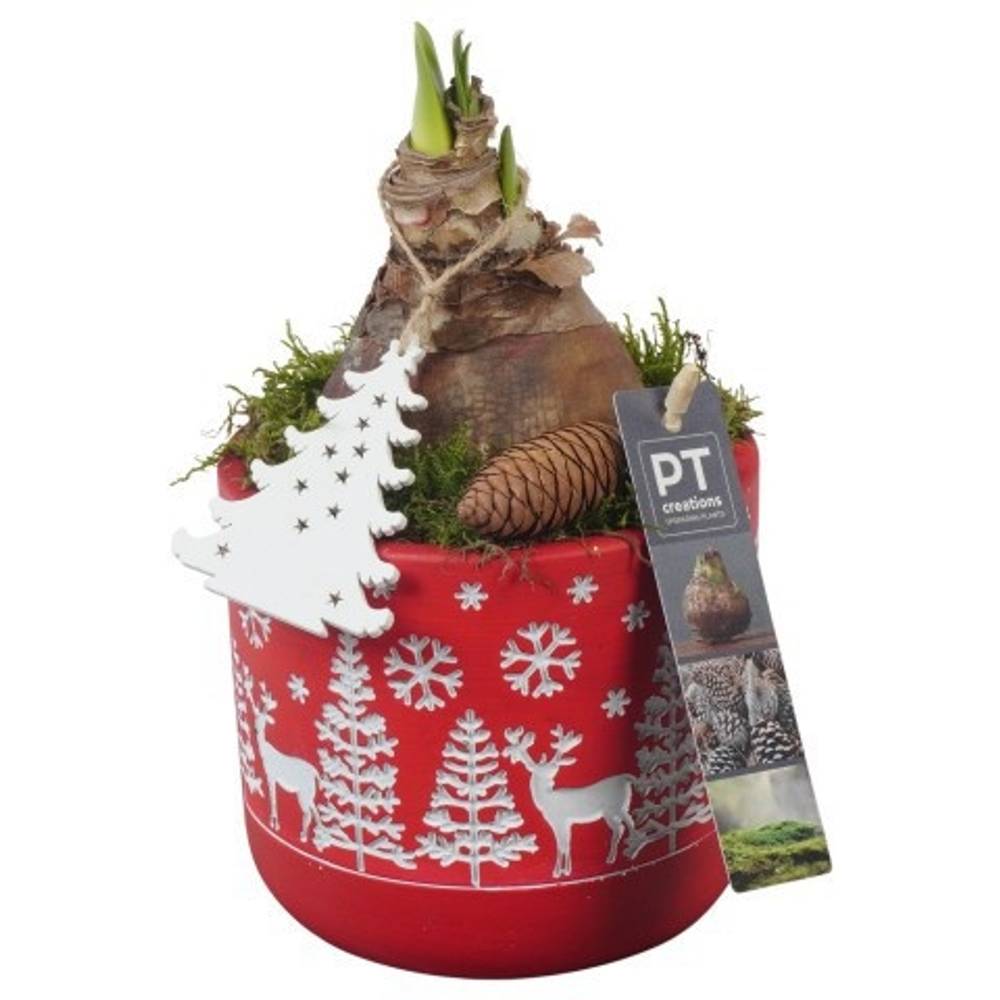 Amaryl.Arr PTACH5836 rote Bl. Weihnachten T11 H023