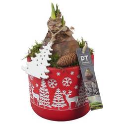 Amaryl.Arr PTACH5836 rote Bl. Weihnachten T11 H023