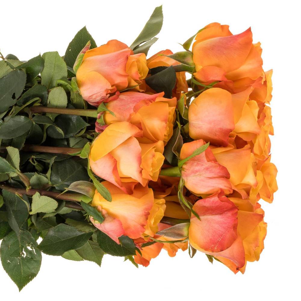 Rose orange Aloha (Ec) 40cm