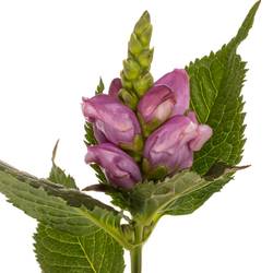 Chelone lila Excellent 70cm