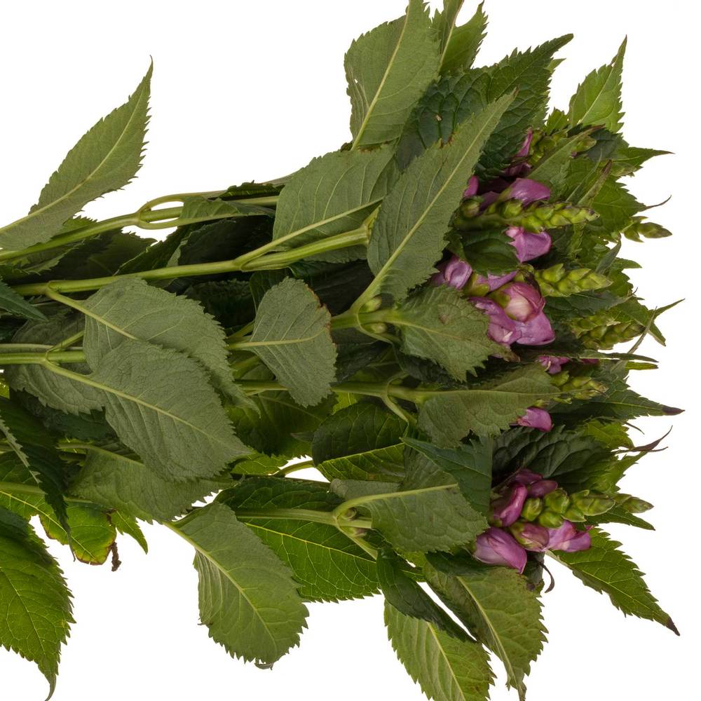 Chelone lila Excellent 70cm