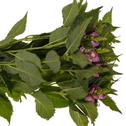 Chelone lila Excellent 70cm