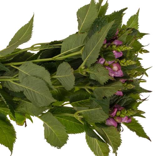 Chelone lila Excellent 70cm