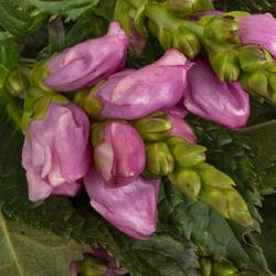 Chelone lila Excellent 70cm