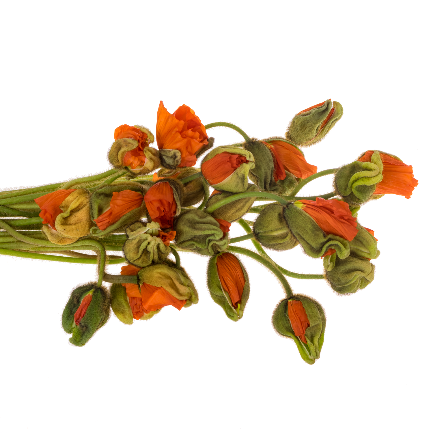 Klatschmohn Dark Orange Super 50cm